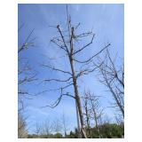Burr Oak, 12ft, 3" ca...