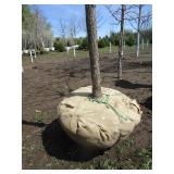 Burr Oak, 12ft, 3" ca...