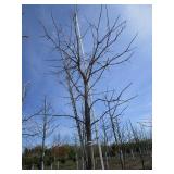 Burr Oak, 12-1/2ft, 3" ca...