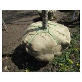 Burr Oak, 12-1/2ft, 3" ca...