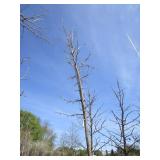 Burr Oak, 14ft, 2" ca...