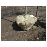 Burr Oak, 14ft, 2" ca...