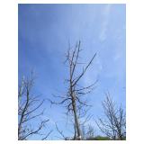 Burr Oak, 11ft, 2" ca...