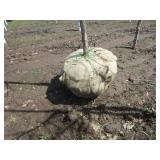 Burr Oak, 11ft, 2" ca...