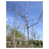 Burr Oak, 8-1/2", 2-1/2" ca...