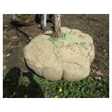 Burr Oak, 8-1/2", 2-1/2" ca...
