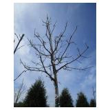 Swamp White Oak, 13ft, 3-1/2" ca...
