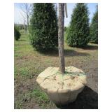 Swamp White Oak, 13ft, 3-1/2" ca...