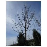 Swamp White Oak, 12ft, 2-1/2" ca...