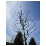 Swamp White Oak, 11ft, 2-1/2" ca...