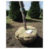 Swamp White Oak, 11ft, 2-1/2" ca...