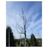 Swamp White Oak, 11ft, 2-1/2" ca...