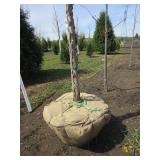 Swamp White Oak, 11ft, 2-1/2" ca...