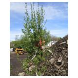 Dakota Pinnacle Birch, 6ft, 2" ca...