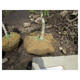 Dakota Pinnacle Birch, 6ft, 2" ca...