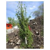 Dakota Pinnacle Birch, 5-1/2ft, 2" ...