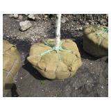 Dakota Pinnacle Birch, 5-1/2ft, 2" ...