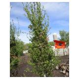 Dakota Pinnacle Birch, 8ft, 2-1/2" ...