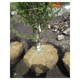 Dakota Pinnacle Birch, 8ft, 2-1/2" ...
