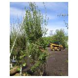 Dakota Pinnacle Birch, 7-1/2ft, 2-1...