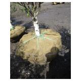 Dakota Pinnacle Birch, 7-1/2ft, 2-1...