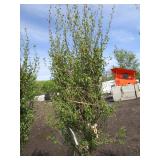 Dakota Pinnacle Birch, 7-1/2ft, 2-1...