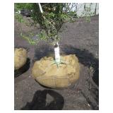 Dakota Pinnacle Birch, 7-1/2ft, 2-1...