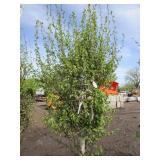 Dakota Pinnacle Birch, 7ft, 2-1/2" ...