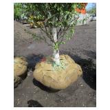 Dakota Pinnacle Birch, 7ft, 2-1/2" ...