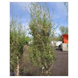 Dakota Pinnacle Birch, 7ft, 2-1/2" ...