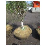 Dakota Pinnacle Birch, 7ft, 2-1/2" ...