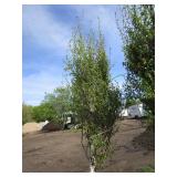 Dakota Pinnacle Birch, 8ft, 3-1/2" ...