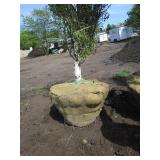 Dakota Pinnacle Birch, 8ft, 3-1/2" ...