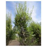 Dakota Pinnacle Birch, 8ft, 2" ca...