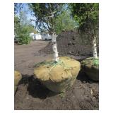 Dakota Pinnacle Birch, 8ft, 2" ca...