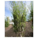 Dakota Pinnacle Birch, 7-1/2ft, 3" ...