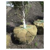 Dakota Pinnacle Birch, 7-1/2ft, 3" ...