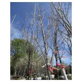 Fall Fiesta Maple, 13-1/2ft, 2-1/2"...