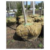 Fall Fiesta Maple, 13-1/2ft, 2-1/2"...