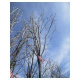 Fall Fiesta Maple, 13-1/2ft, 2-1/2"...