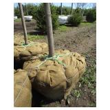 Fall Fiesta Maple, 13-1/2ft, 2-1/2"...