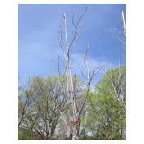 Fall Fiesta Maple, 14ft, 2" ca...