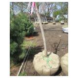 Fall Fiesta Maple, 14ft, 2" ca...