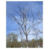 Skyline Locust, 13ft, 3-1/2" ca...