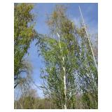 Parkland Pillar Birch, 19ft, 3" ca...