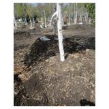 Parkland Pillar Birch, 19ft, 3" ca...