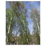 Parkland Pillar Birch, 17ft, 3" ca...