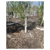 Parkland Pillar Birch, 17ft, 3" ca...