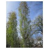 Parkland Pillar Birch, 16ft, 3" ca...
