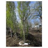 Parkland Pillar Birch, 16ft, 3" ca...